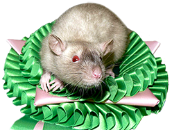 Rat sitting on a show ribbon